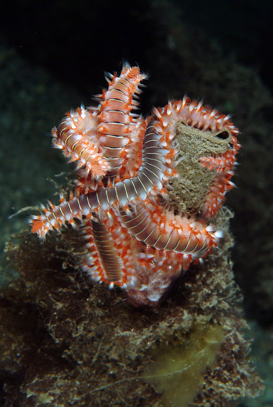 Hermodice carunculata